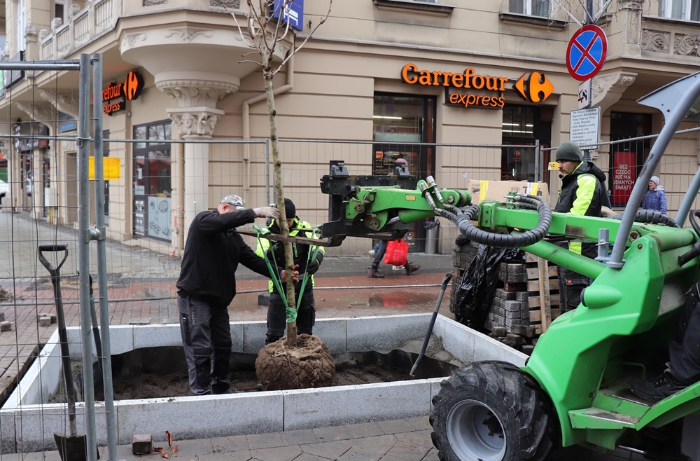 Sadzenie kasztanowców na ul. Stawowej. Nowa roślinność upiększa Katowice