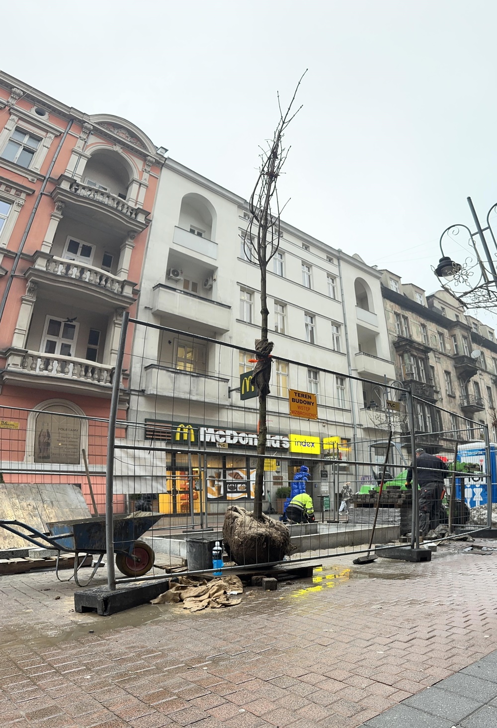 Sadzenie kasztanowców na ul. Stawowej. Nowa roślinność upiększa Katowice