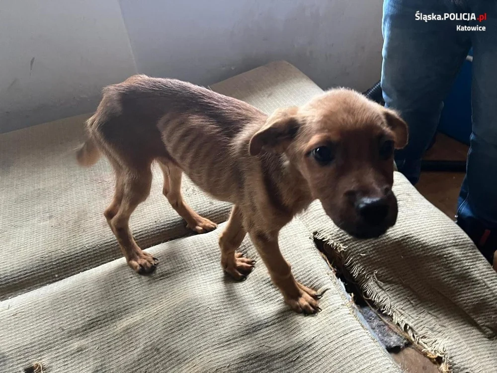 Znęcała się nad 7 psami i 4 szczurami. Grożą jej 3 lata więzienia!