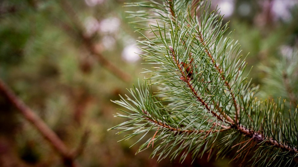Wiecznie zielone rośliny ozdabiają Katowice zimą