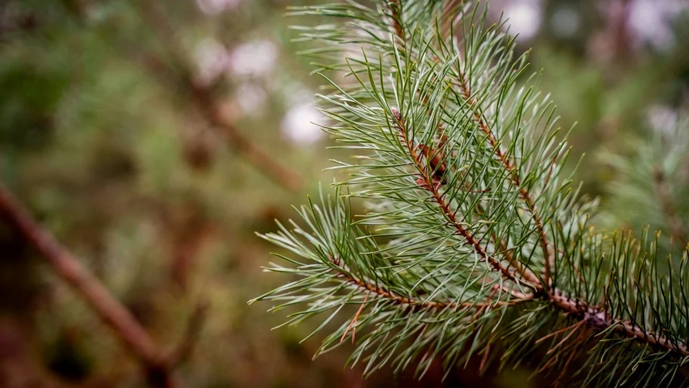 Wiecznie zielone rośliny ozdabiają Katowice zimą