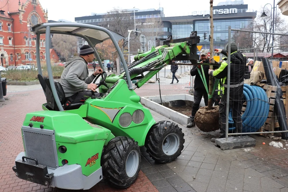 Sadzenie kasztanowców na ul. Stawowej. Nowa roślinność upiększa Katowice