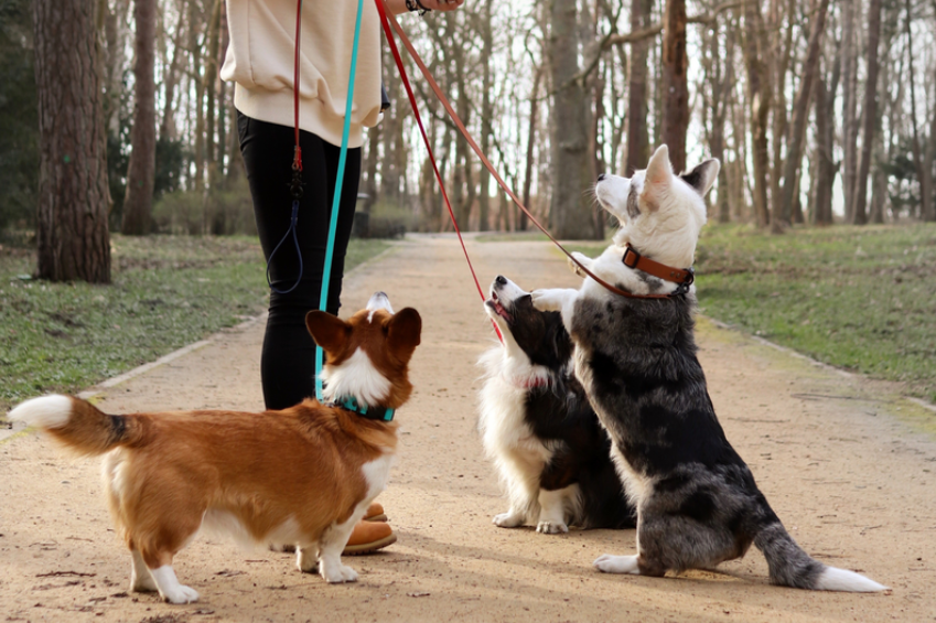 Jak wzmocnić więź z psem? Poznaj linki treningowe z Biothane!