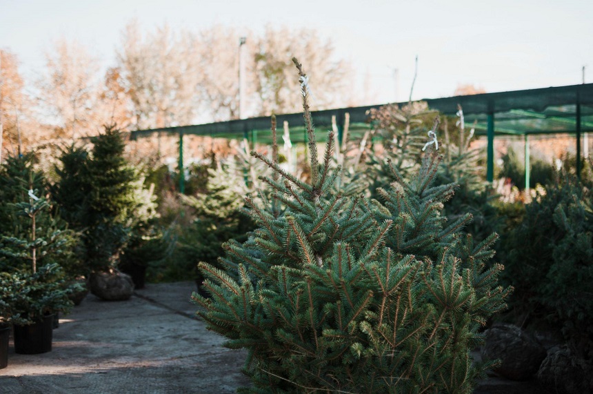 Stwórz dekoracyjny ogród zimowy z centrum ogrodniczym Zabrze OBI