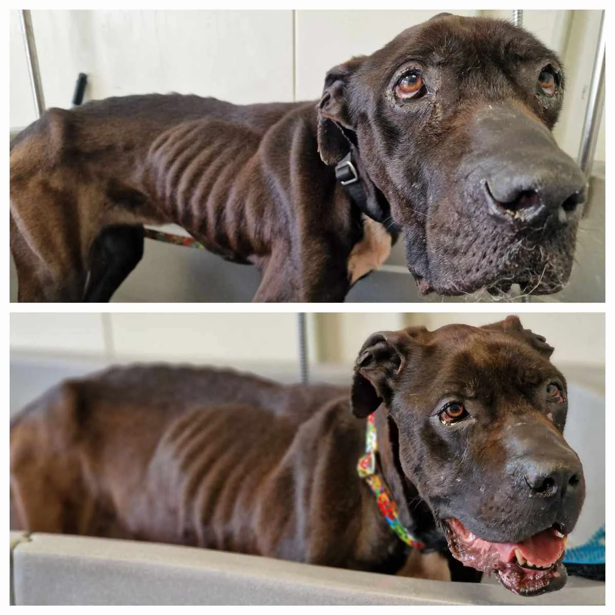 Zawiercie: Adoptowała psa, nad którym później się znęcała. Grożą jej 3 lata więzienia!