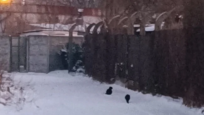 Kociniec uruchomił zbiórkę na koty przebywające na terenie ogródków działkowych