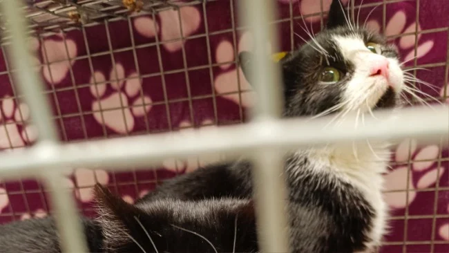 Kociniec uruchomił zbiórkę na koty przebywające na terenie ogródków działkowych