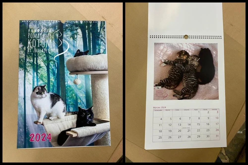 Kup kalendarz na 2024 rok i wesprzyj kotki w potrzebie!