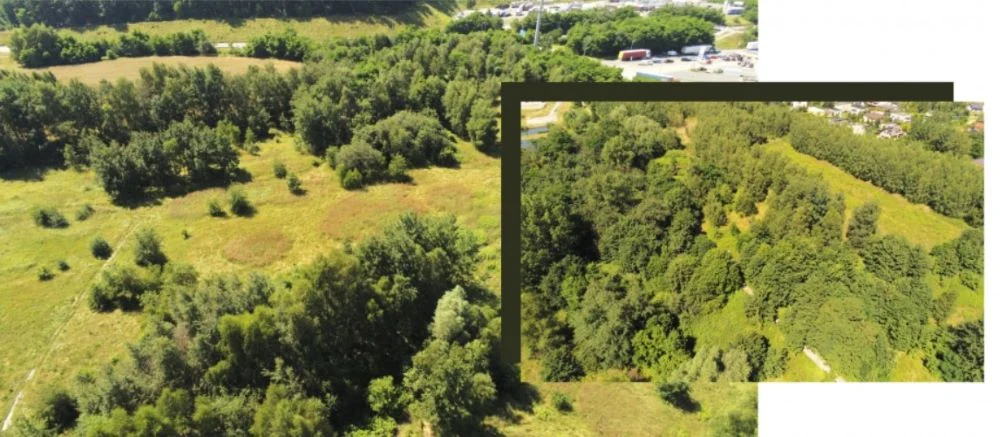 Co z petycją w sprawie ochrony Mrówczej Górki? Władze miasta odpowiadają