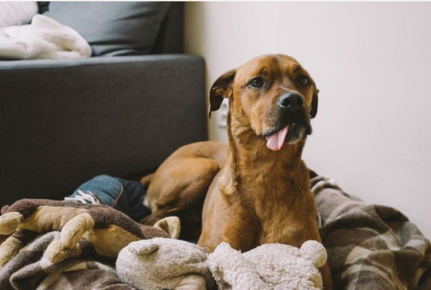 Psi senior w domu. Jakie zmiany wprowadzić, aby zapewnić mu lepszą jakość życia?