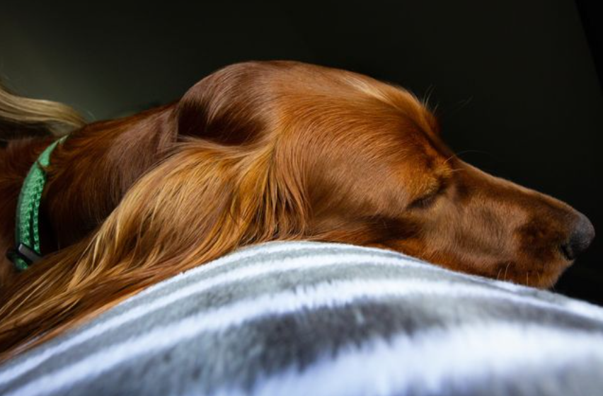 Psie zdrowie zaczyna się od snu. Dlaczego wybór odpowiedniego legowiska ma znaczenie?