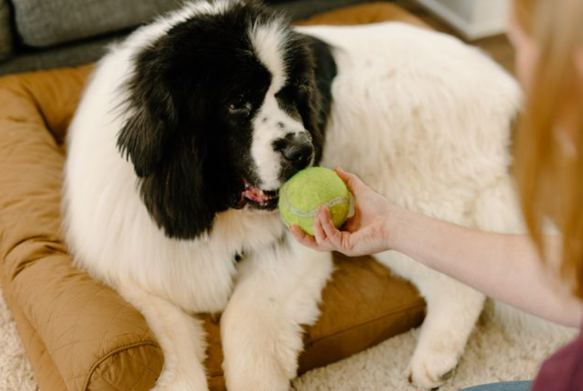 Jak zapewnić komfortowy odpoczynek psom z problemami stawowymi?