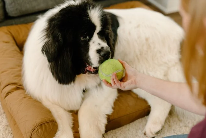 Jak zapewnić komfortowy odpoczynek psom z problemami stawowymi?