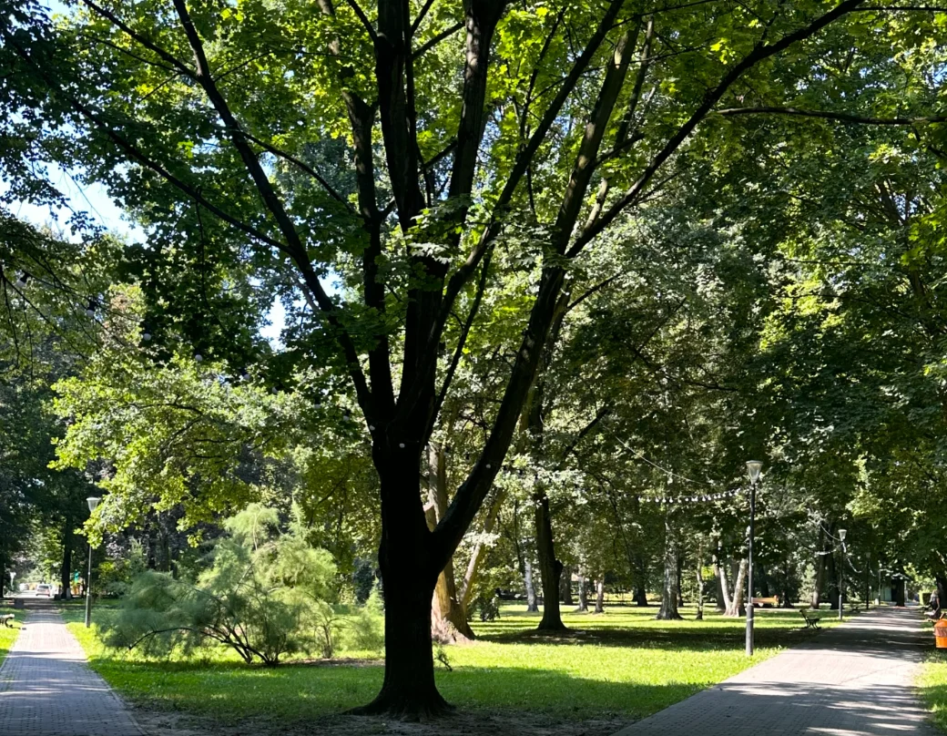Czas na nowy "okrąglak". Gliwice poszukują wykonawcy