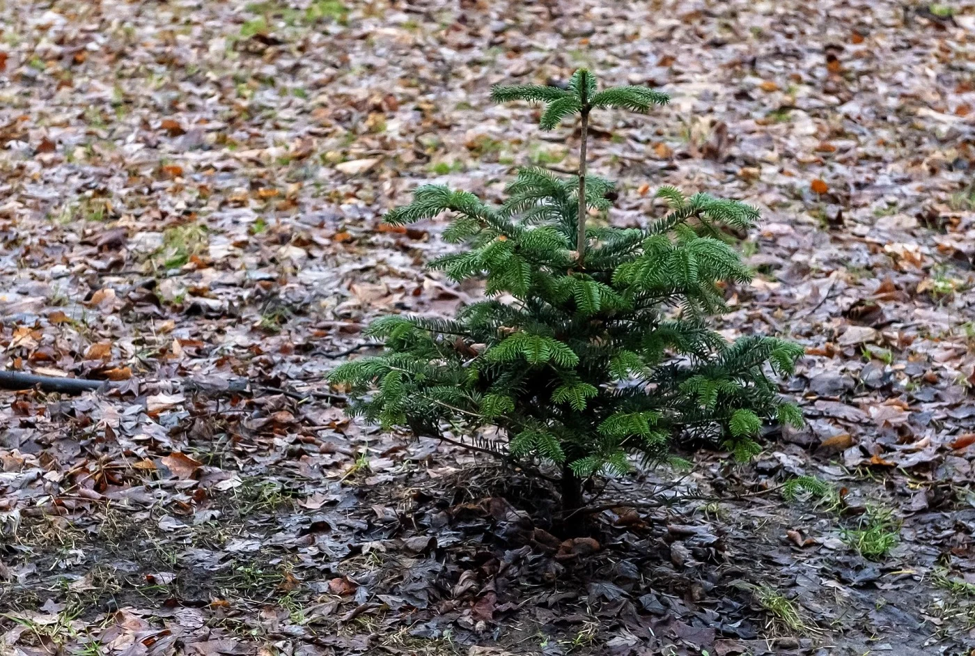 Nie wiesz co zrobić z choinką po świętach? Daj jej drugie życie