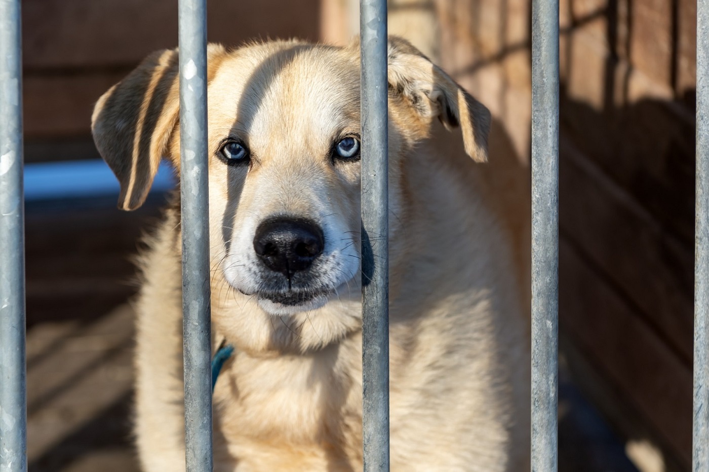 Trwa akcja "Przezimuj Staruszka" bytomskiego schroniska! [FOTO]