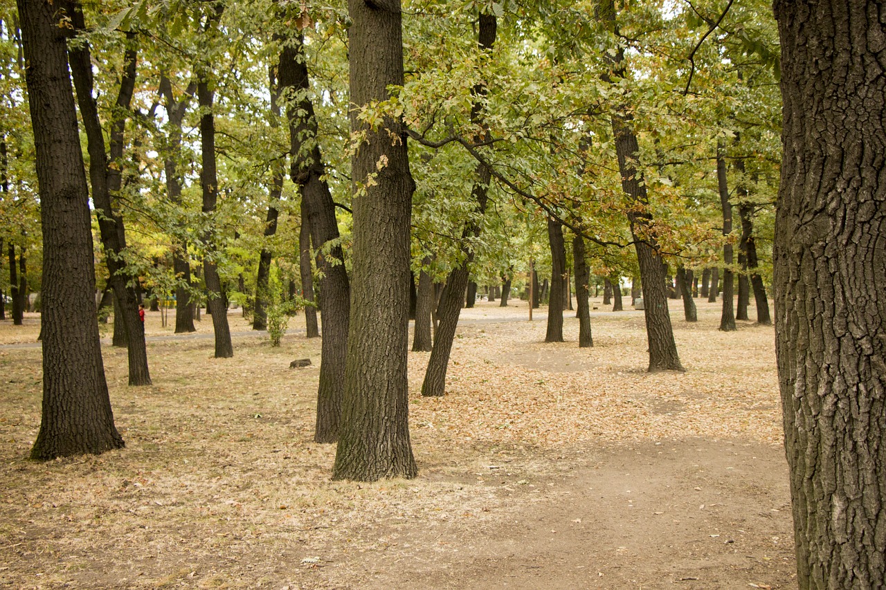 Park Sielecki się rozrośnie?
