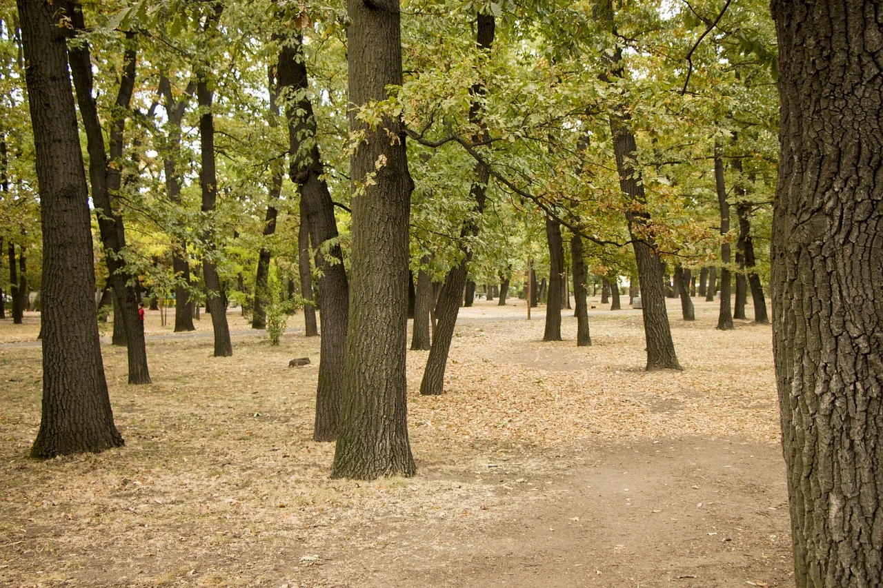 Park Sielecki się rozrośnie?