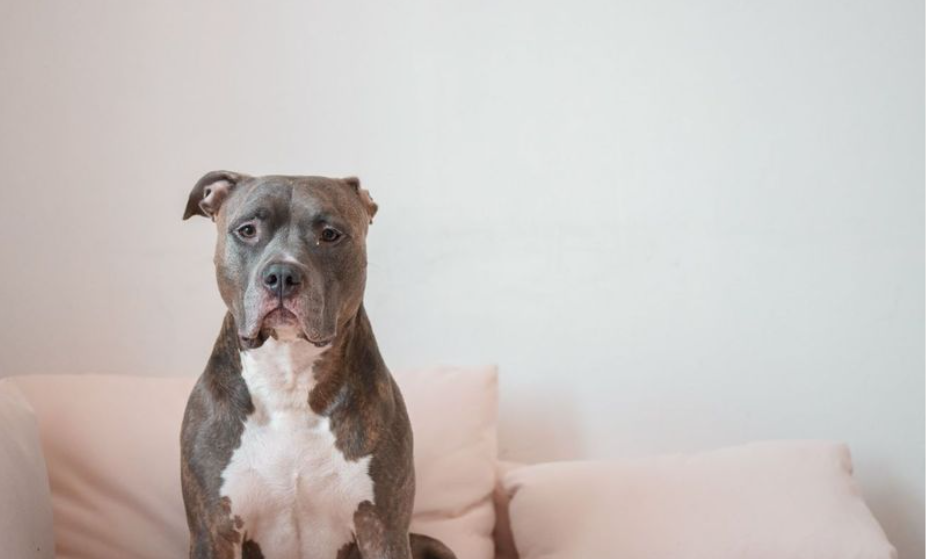 Czy Twój pies ma wszystko, czego potrzebuje? Lista niezbędnych akcesoriów