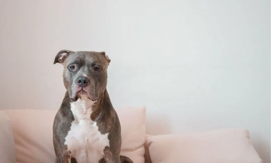 Czy Twój pies ma wszystko, czego potrzebuje? Lista niezbędnych akcesoriów