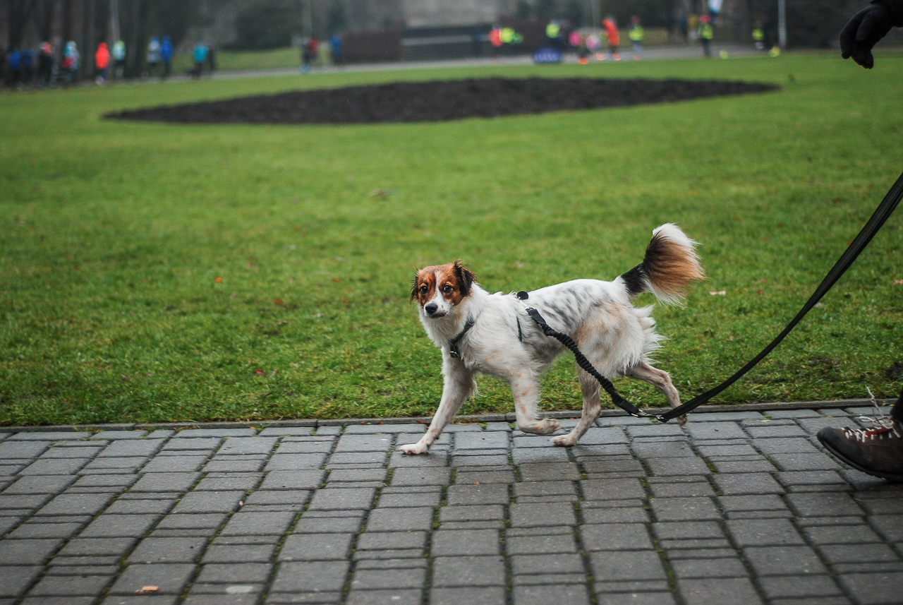 Parkrun Katowice edycja 336 27