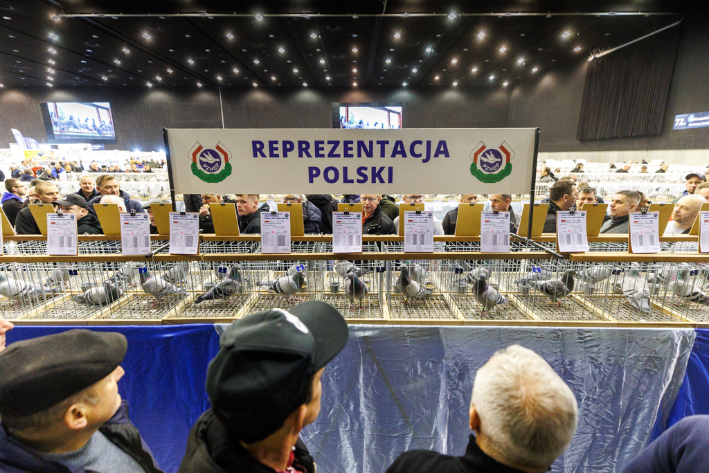 Rekordowe EXPOGołębie w Katowicach za nami!