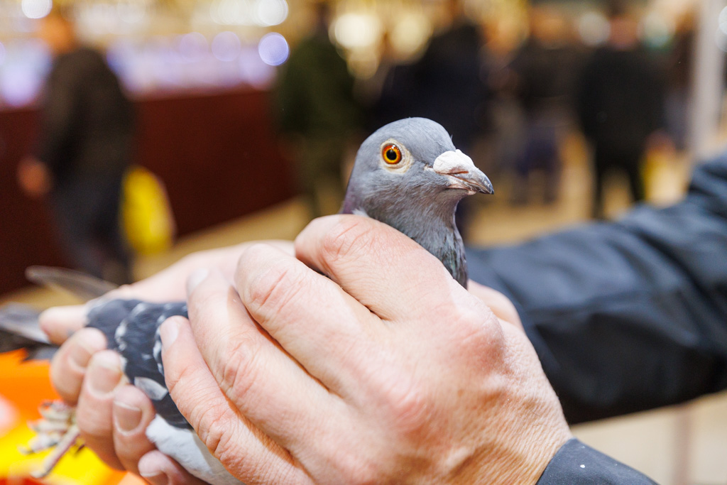 Rekordowe EXPOGołębie w Katowicach za nami!