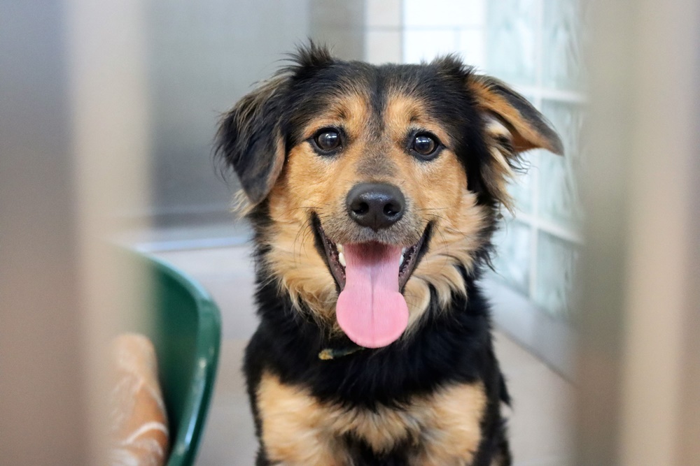 Powstanie nowy pawilon dla kotów w Miejskim Schronisku dla Bezdomnych Zwierząt