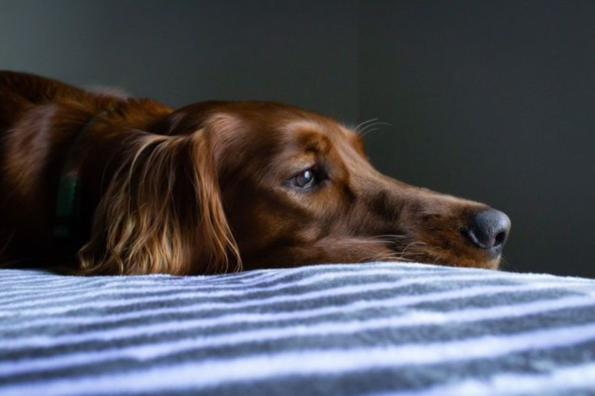 Czy Twój pies śpi wystarczająco dobrze? Znaczenie snu w życiu psa