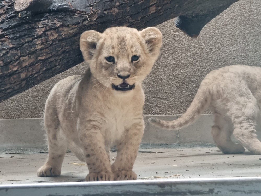 Śląski Ogród Zoologiczny w Chorzowie podsumował 2023 rok. Co udało się osiągnąć?
