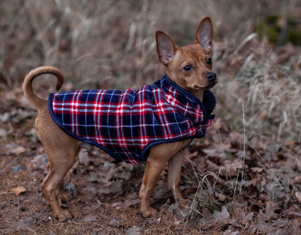 Schroniskowe psiaki zabezpieczone przed mrozem - brakuje tylko dużych psich kurtek