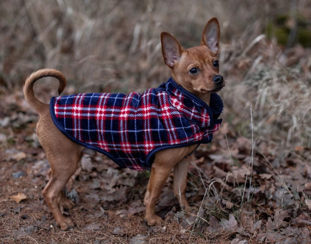 Schroniskowe psiaki zabezpieczone przed mrozem - brakuje tylko dużych psich kurtek