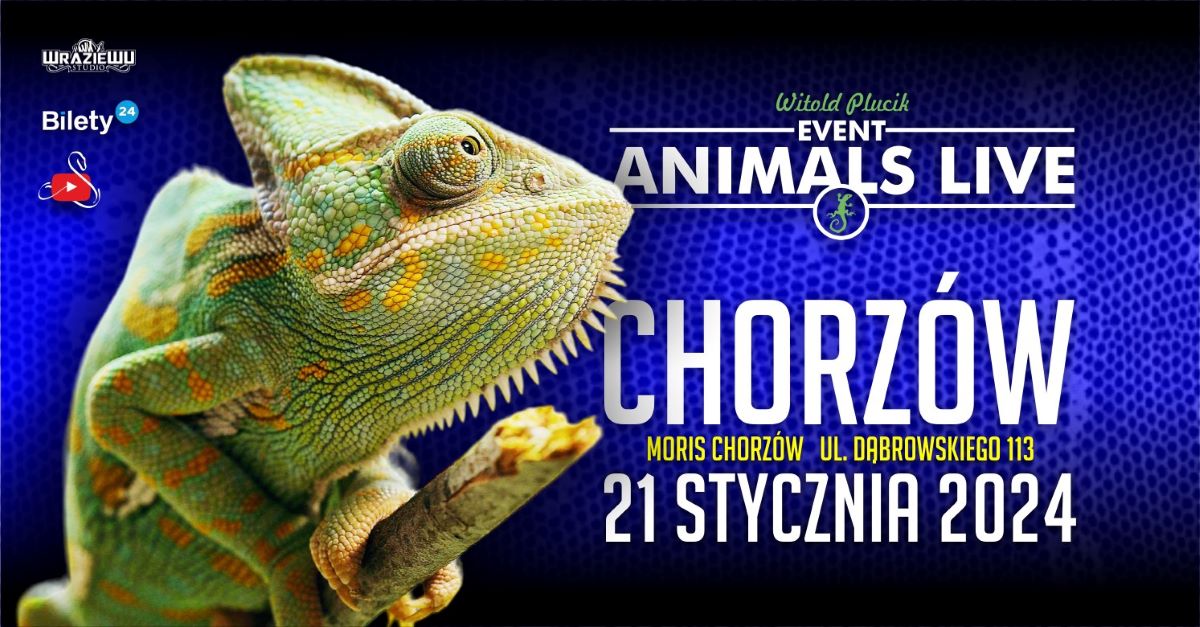 Przed nami wystawa gadów i płazów Animals Live! Sprawdźcie szczegóły