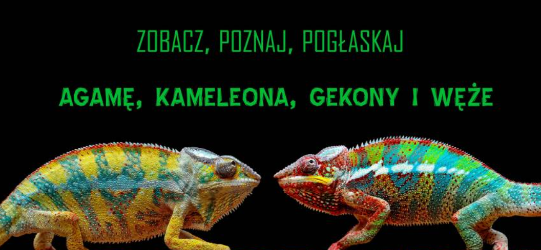 Oko w oko z gadem. Park Śląski zaprasza na warsztaty!