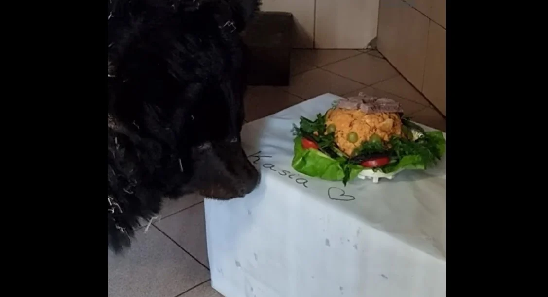 Niedźwiedzica Kasia obchodzi 37. urodziny!