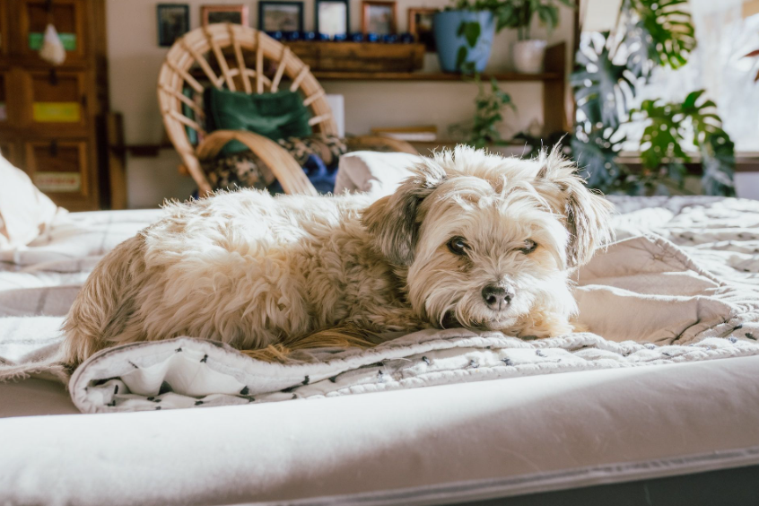 5 pomysłów na aranżację wnętrza, które uwzględniają potrzeby Twojego psa