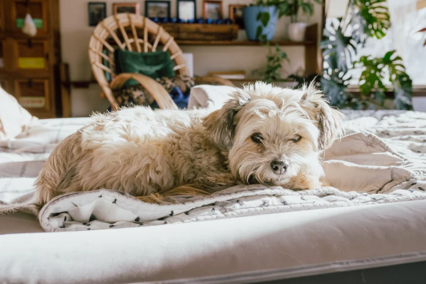 5 pomysłów na aranżację wnętrza, które uwzględniają potrzeby Twojego psa
