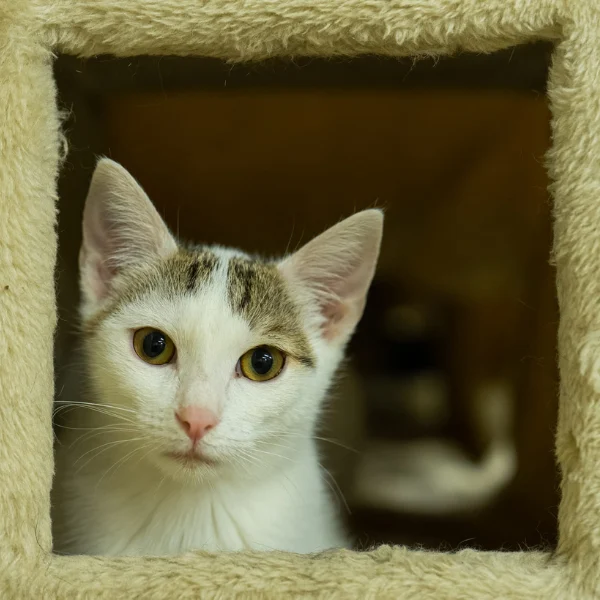 WOŚP z kociakami. Fundacja Kocia Brygada Świętochłowice zaprasza na dzień otwarty!