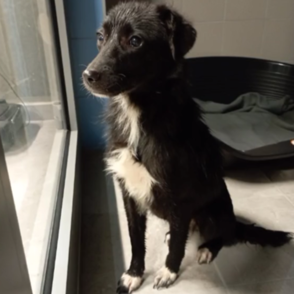 Przywiązał psa do słupa przed schroniskiem i uciekł. Zobacz nagranie z monitoringu