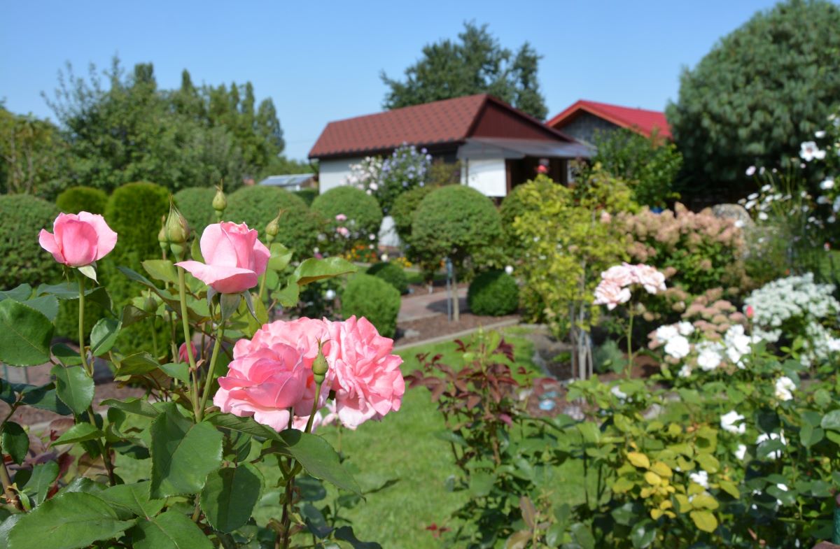W Zabrzu powstanie 200 nowych ogrodów działkowych. Więcej zieleni w 3 dzielnicach