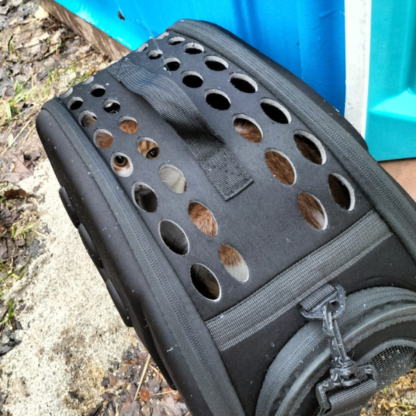 Porzucony kot pod schroniskiem, za ludzką nieodpowiedzialność mógł zapłacić własnym życiem