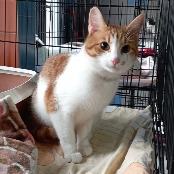 Porzucony kot pod schroniskiem, za ludzką nieodpowiedzialność mógł zapłacić własnym życiem