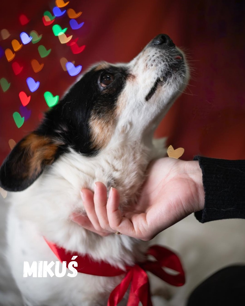 Schroniskowe zwierzaki polecają się do adopcji 1