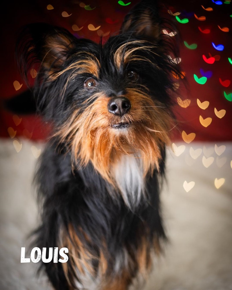 Schroniskowe zwierzaki polecają się do adopcji 2