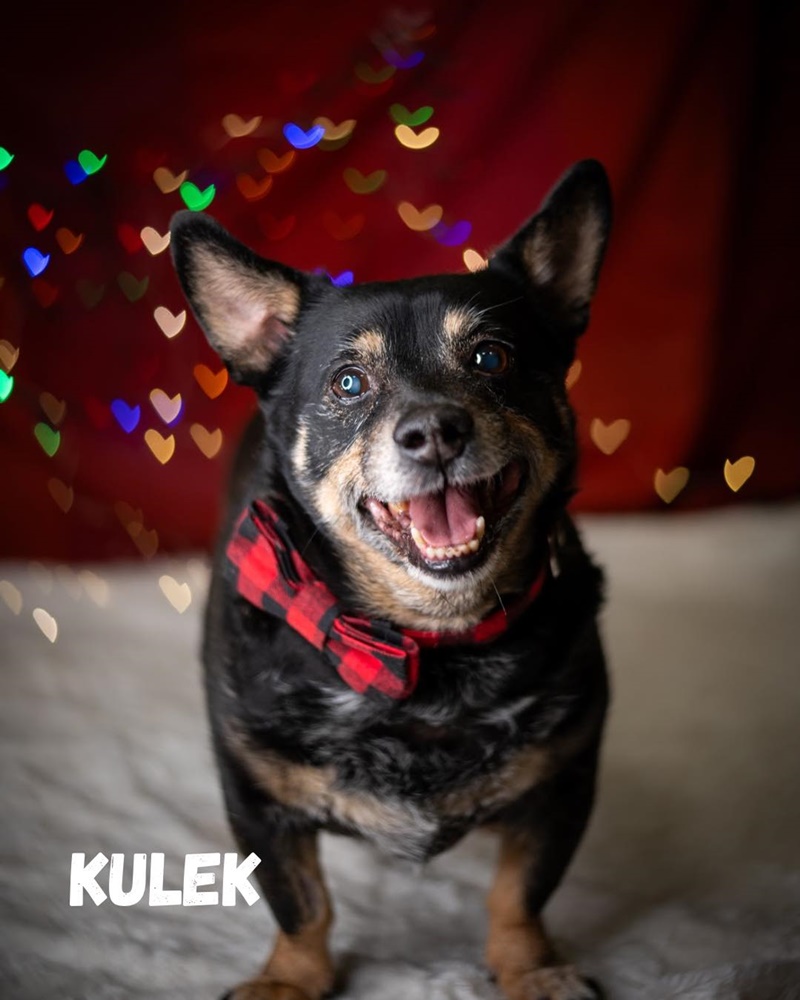 Schroniskowe zwierzaki polecają się do adopcji 3