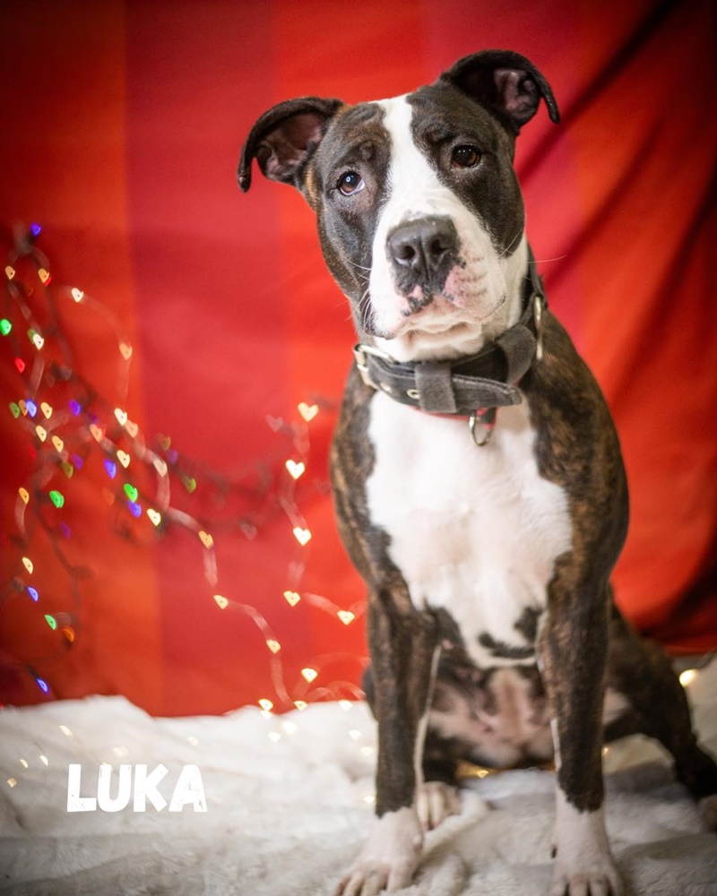 Schroniskowe zwierzaki polecają się do adopcji 4