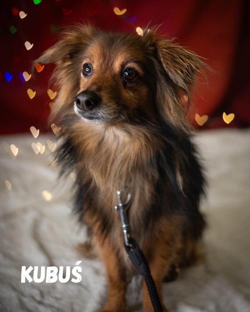 Schroniskowe zwierzaki polecają się do adopcji 5