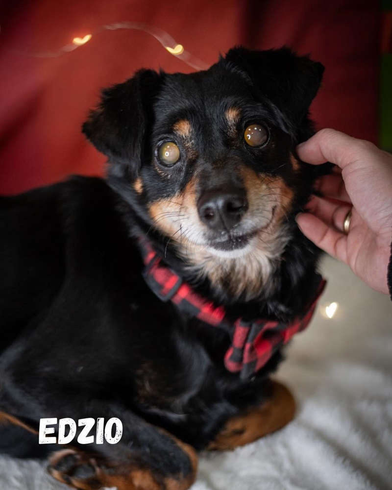 Schroniskowe zwierzaki polecają się do adopcji 6