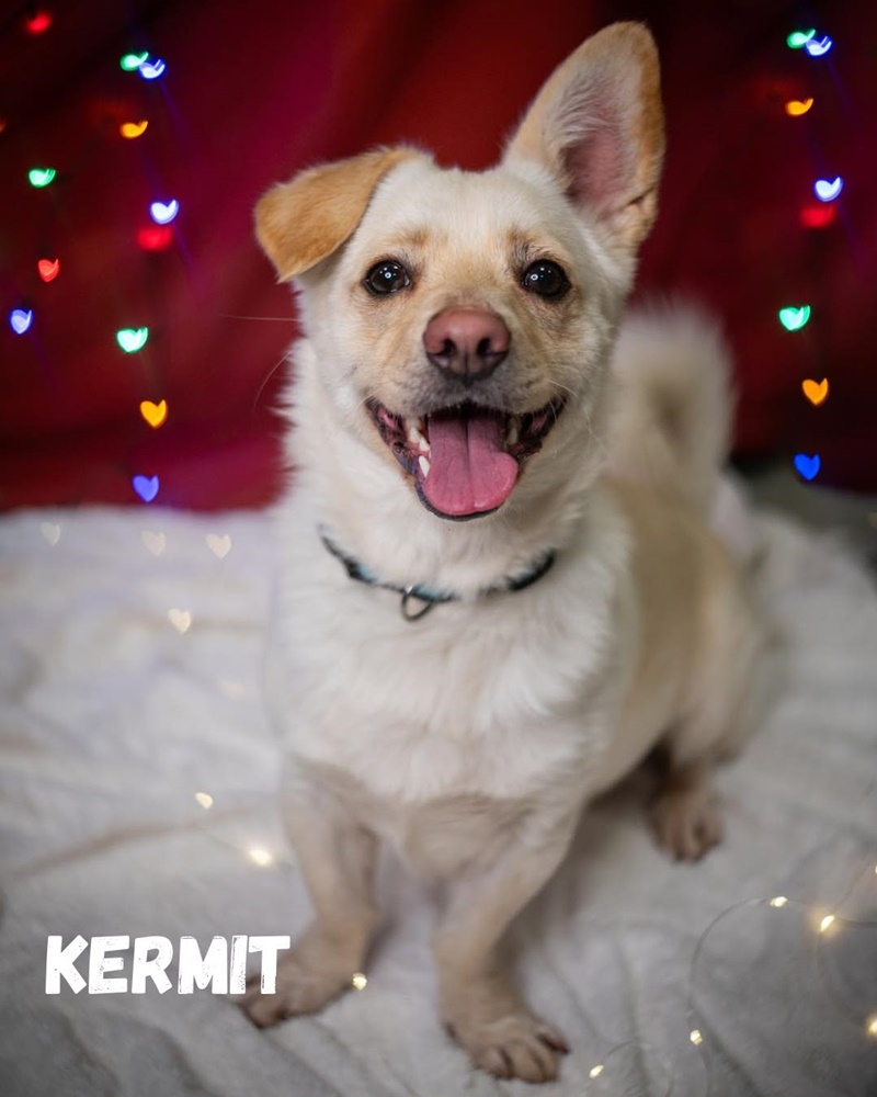 Schroniskowe zwierzaki polecają się do adopcji 7