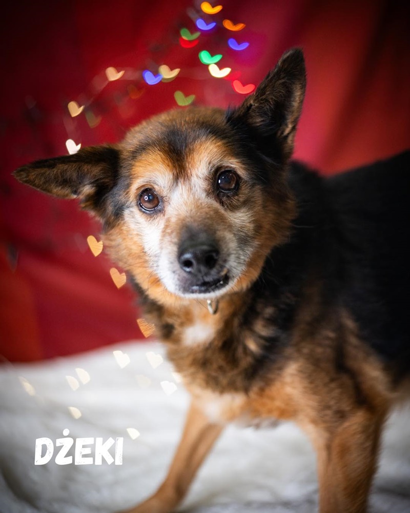 Schroniskowe zwierzaki polecają się do adopcji 8